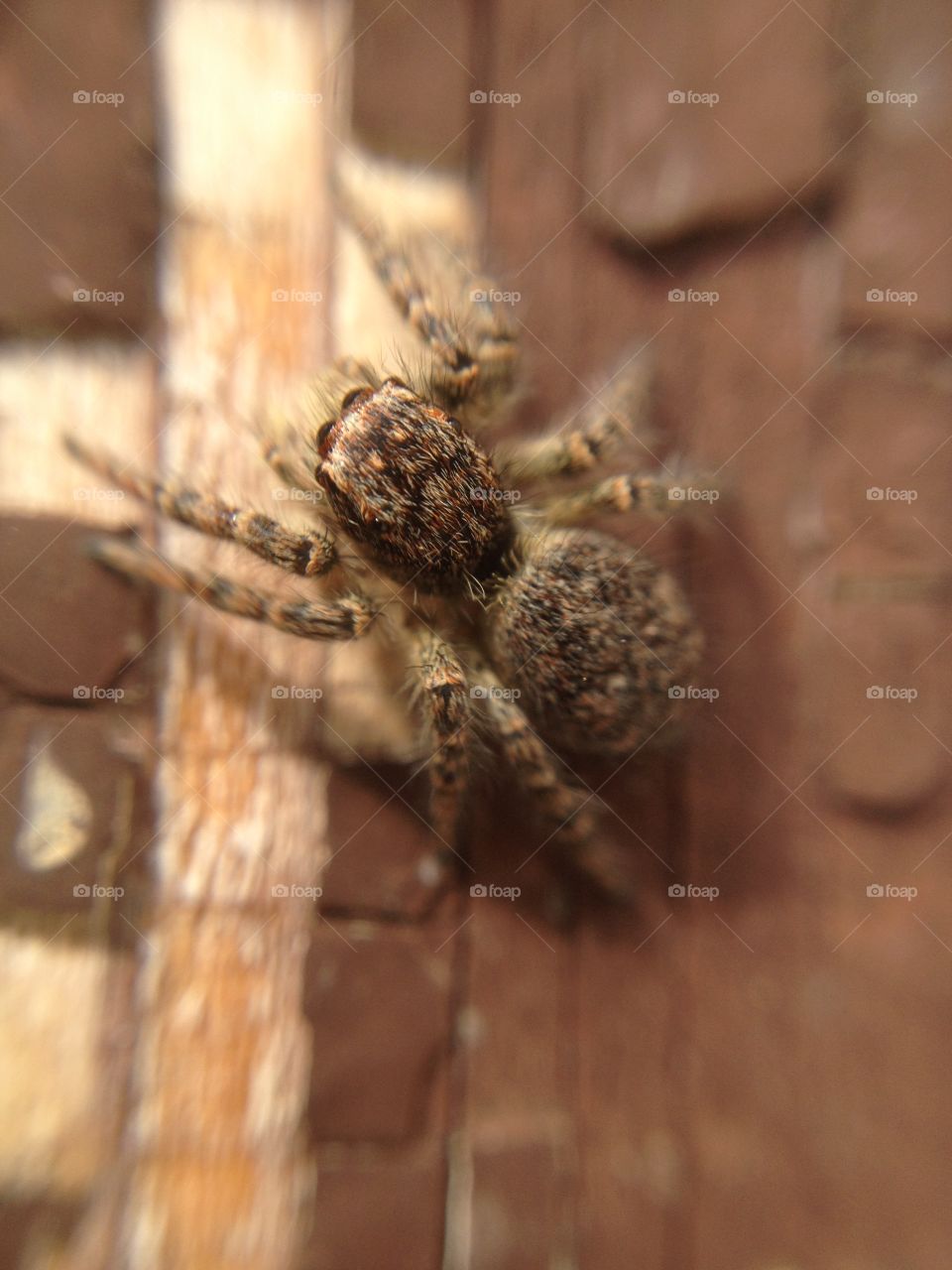 Biggy spider. Biggy spider on the ground