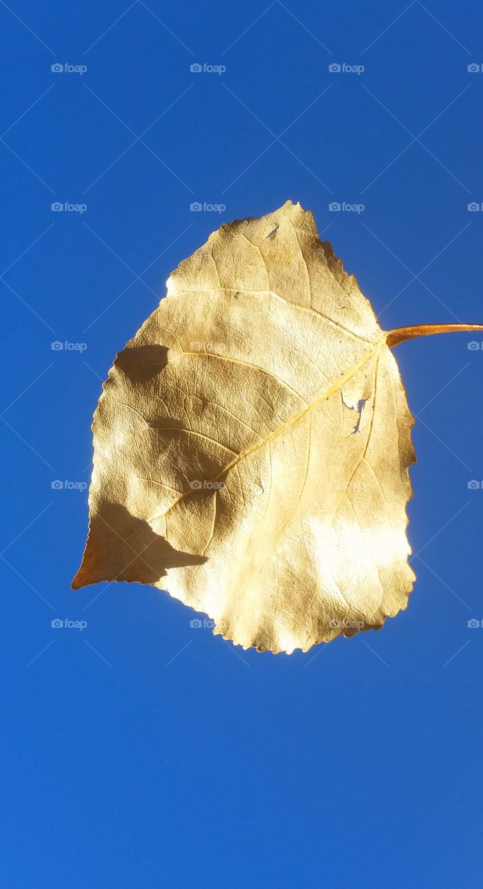 Leaf against a blue sky in an afternoon light.