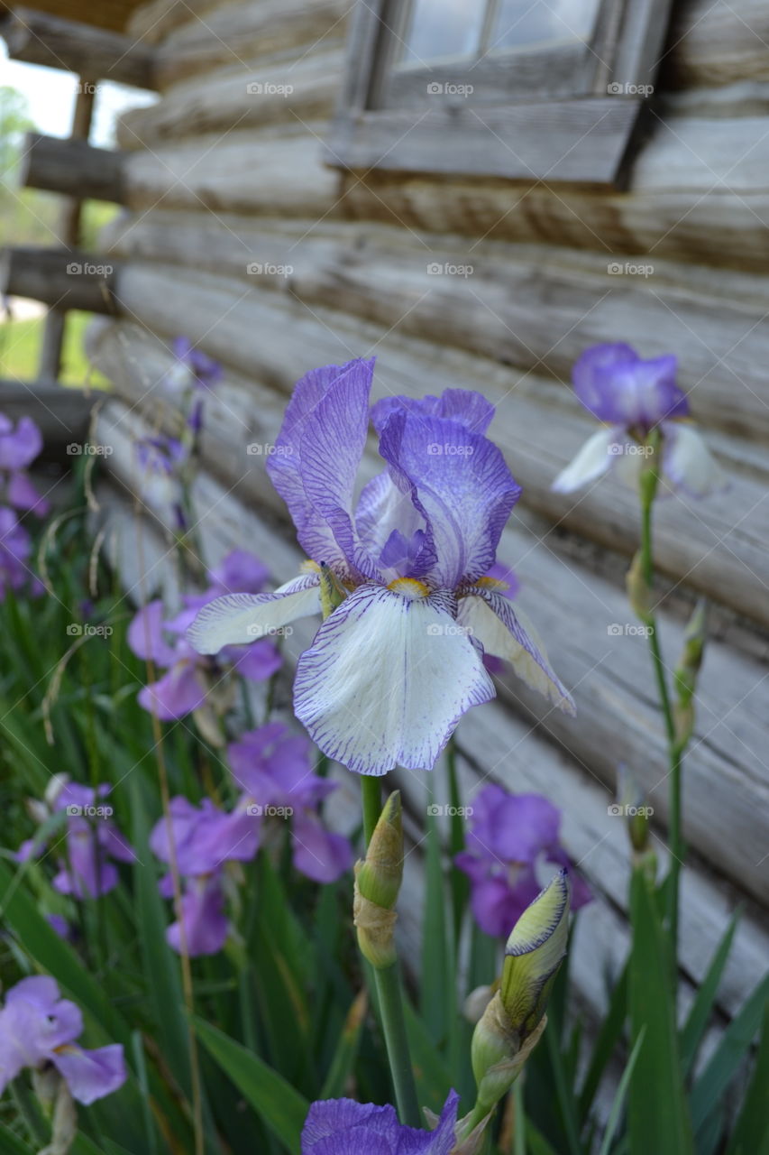 Iris by the cabin