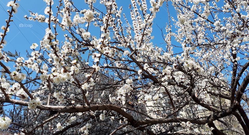 Spring flowering cherry.Blossoming cherry on a background of blue sky