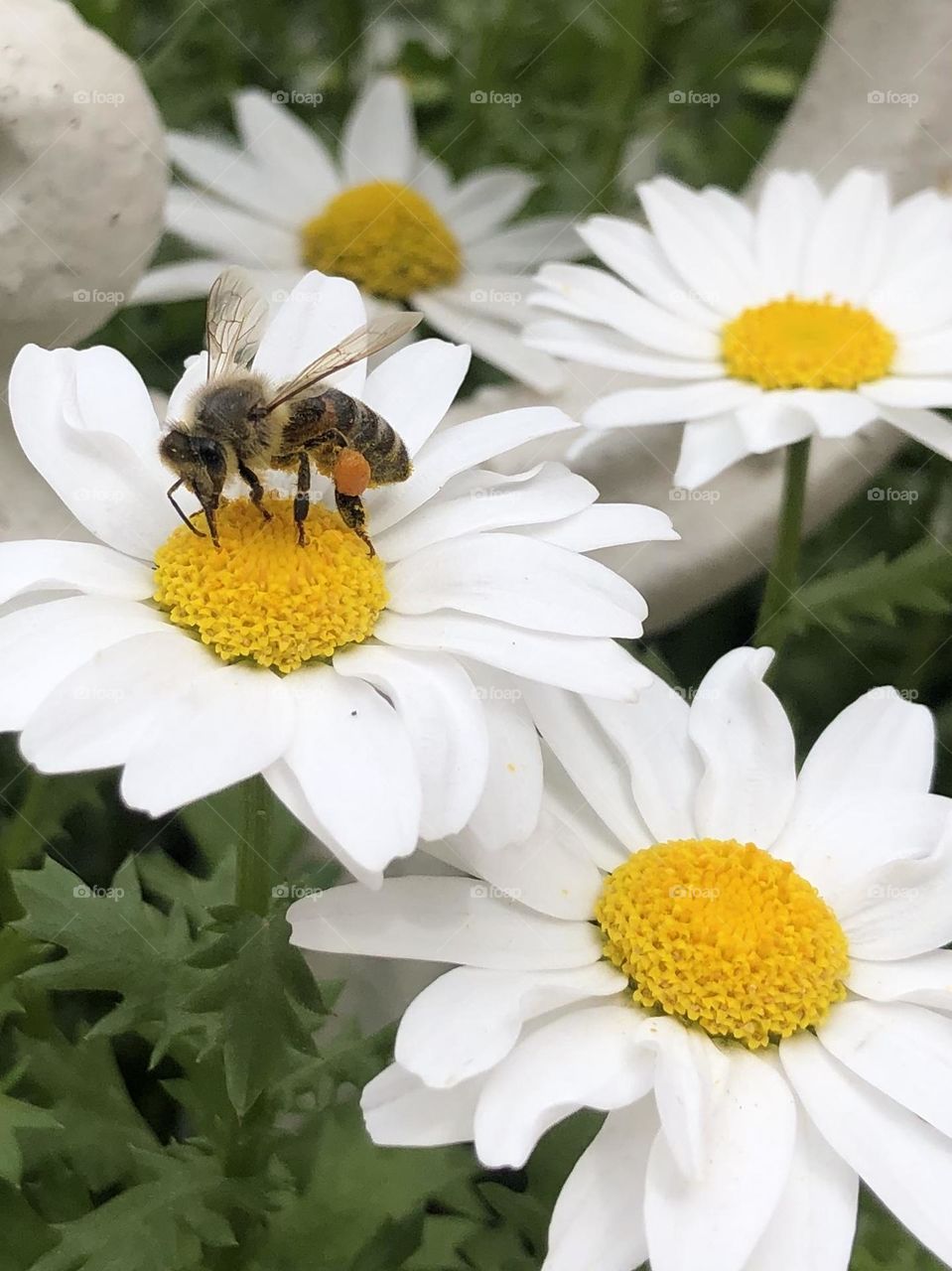 Bee landing on a flower in Turkiye.