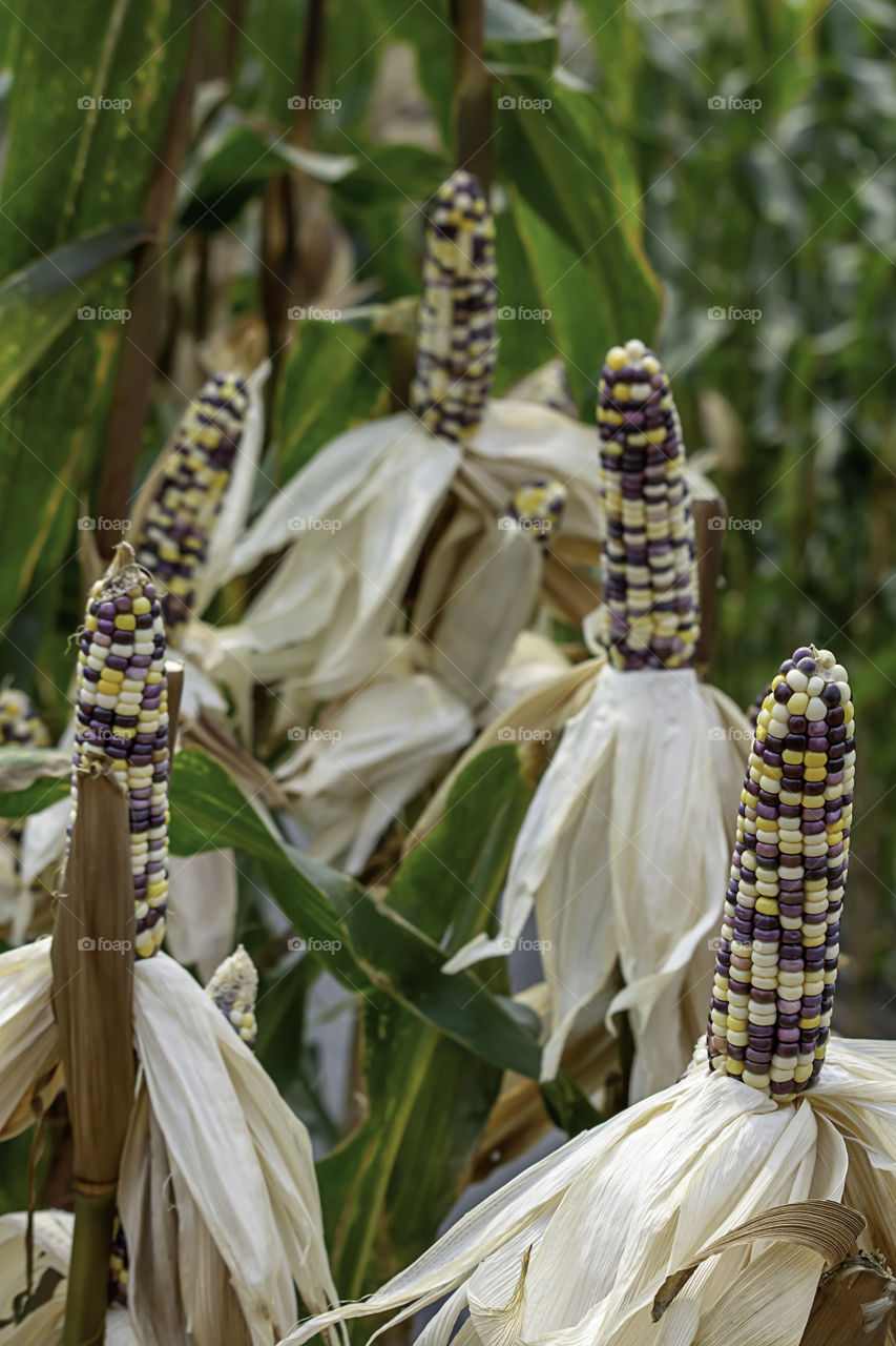 Corn with many colors in a pod on the tree at the farm show.