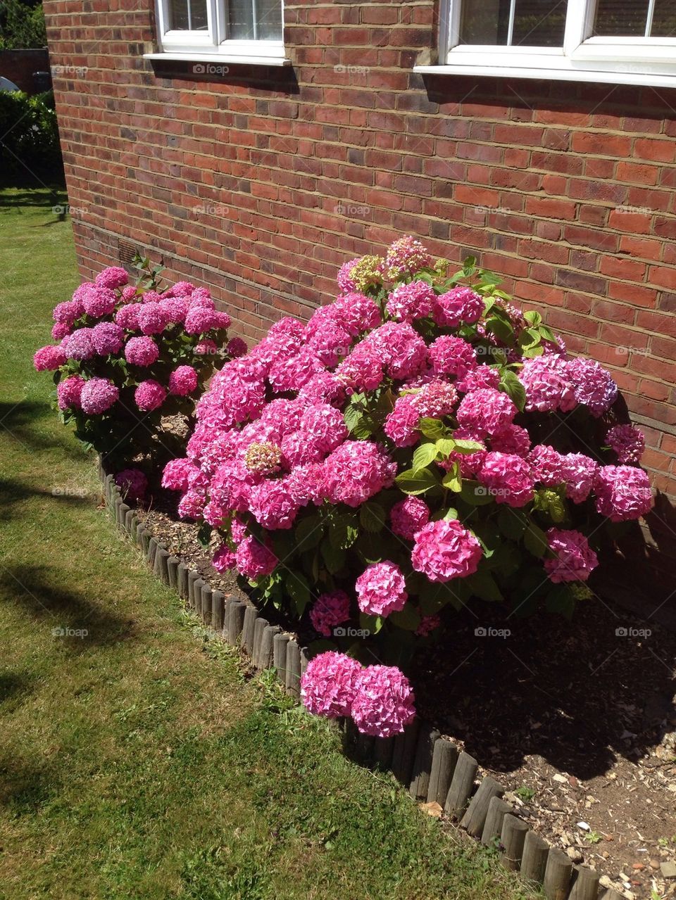 Hydrangea, spring 