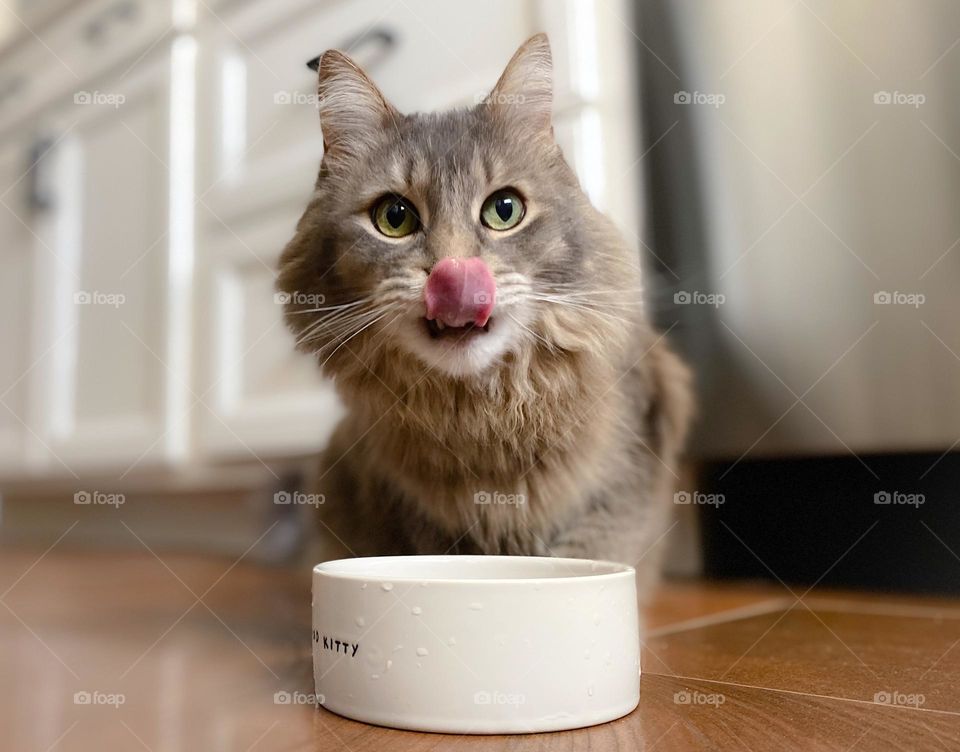 Maine Coon cat licking his lips on the kitchen floor 