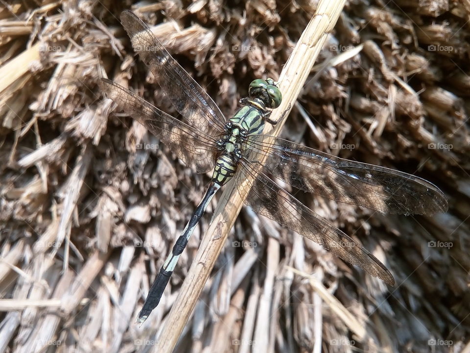 dragonfly 2018-01-22 007 
#আমার_চোখে #আমার_গ্রাম #nature #dragonfly  #animalia #arthropoda #insecta #odonata