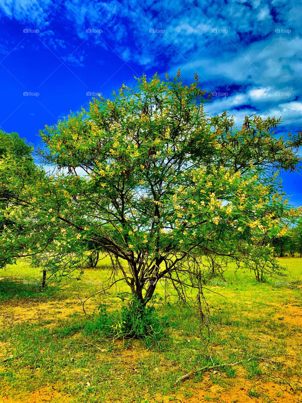 A small Acacia shrub started the spring with massive buds and flowers produce. The flowers are so fluffy and bright as it waits to bear fruits.