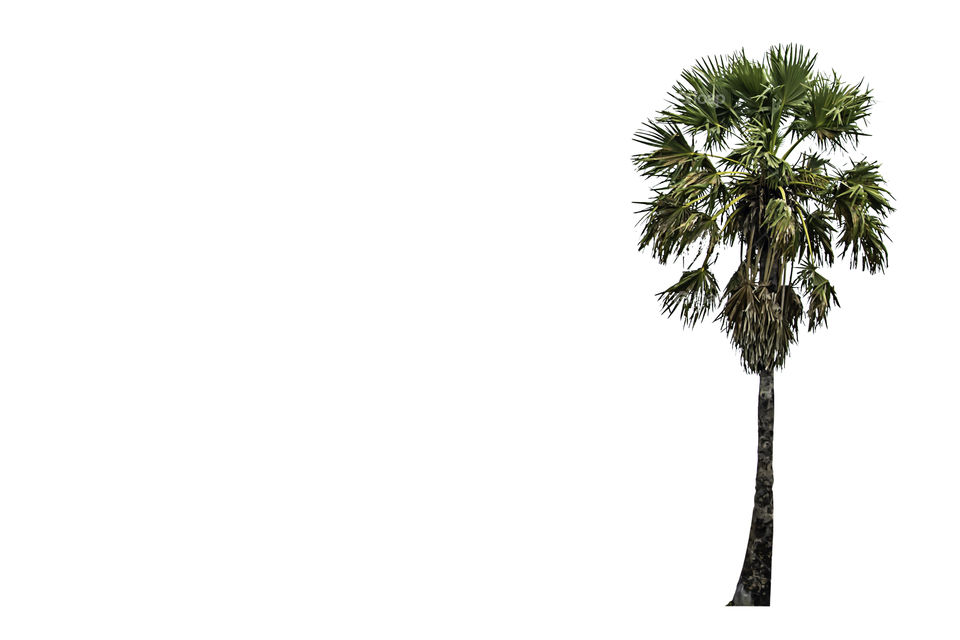 Palm trees on a white background with clipping path.