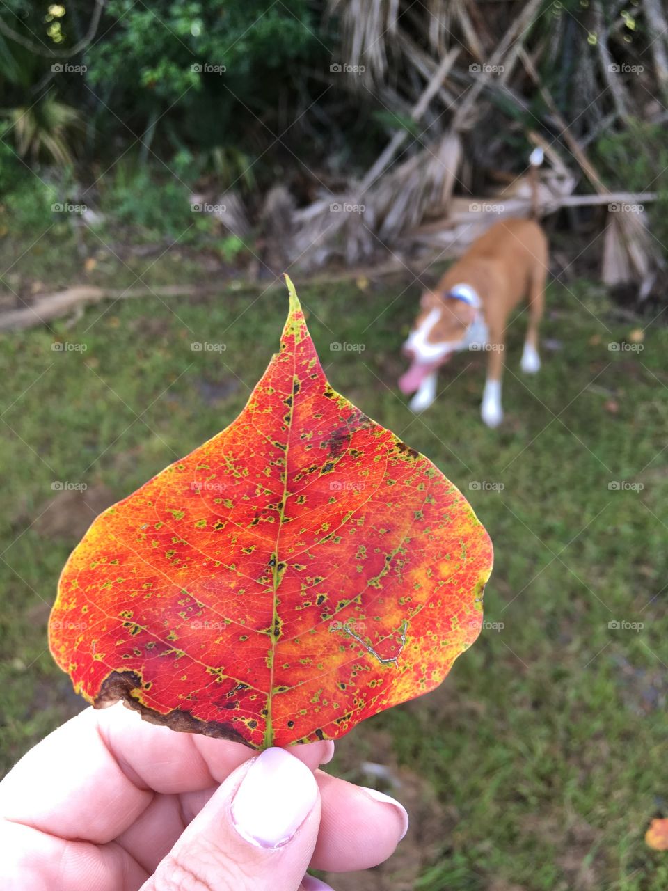 Beautiful red leaf with a pitbull in the background 