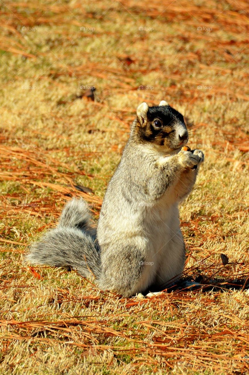 Fox Squirrel 2