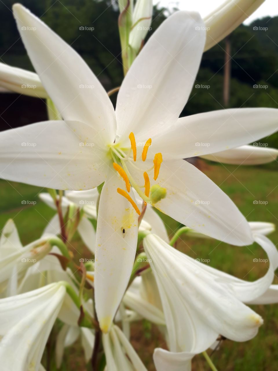White lilies look beautiful and their smell is pleasant and refreshing