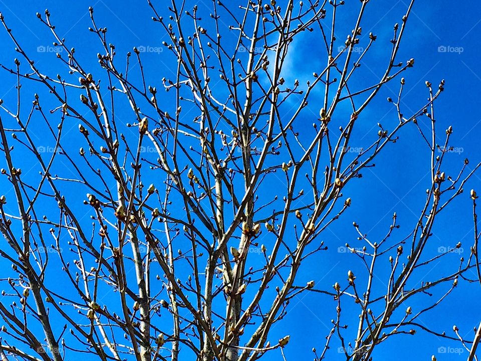 The trees about to blossom!