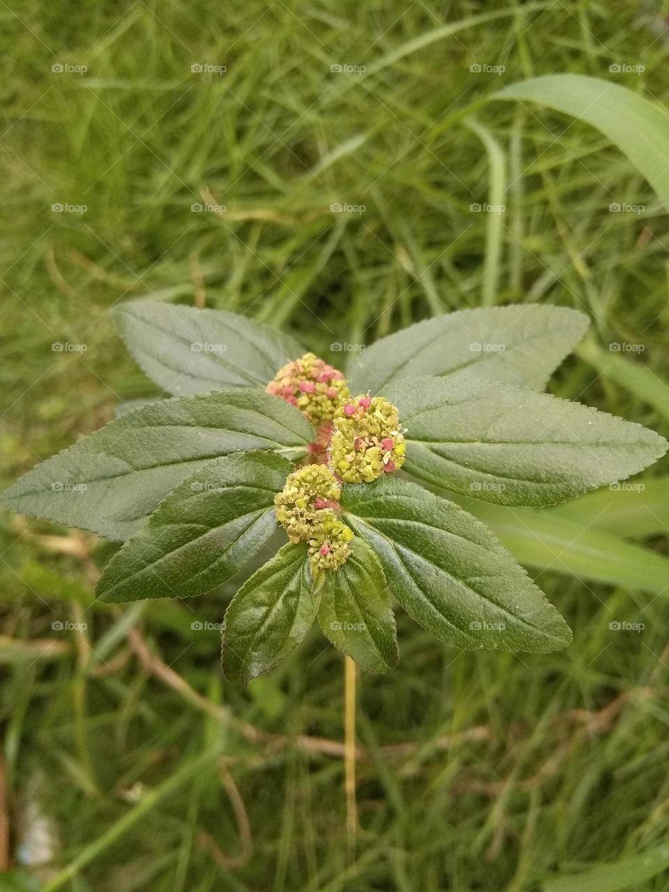 There was an ant on the top of the flower, right?