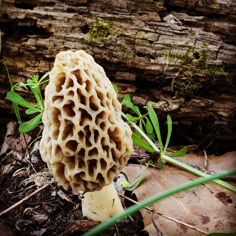 spring morel mushroom