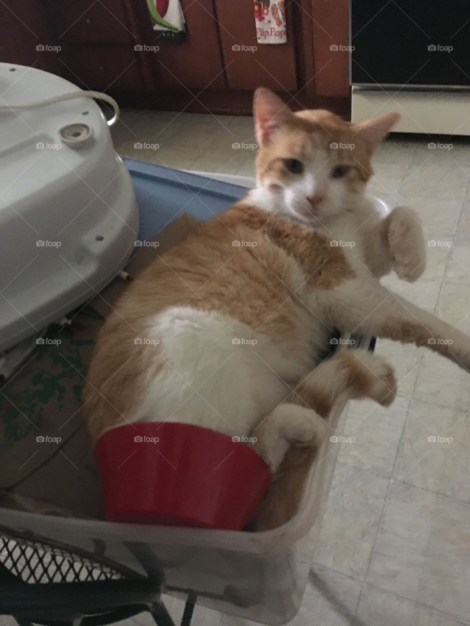 Cat bowl, cat butt in bowl,home is where the funny stuff happens. Can’t put food in it.
