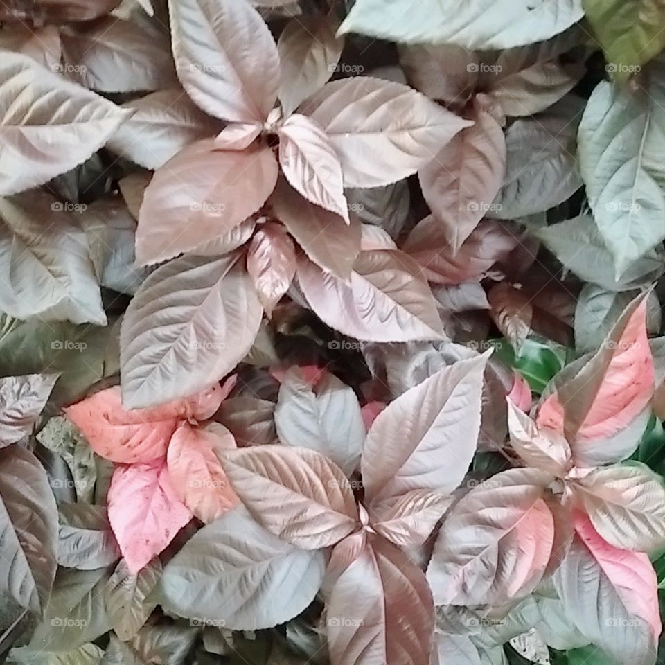 Leaf plants with mix coloration pink chocolate green