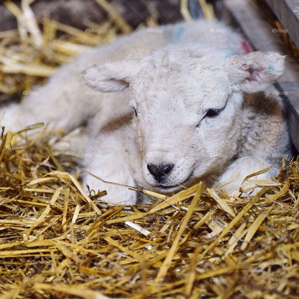newborn Lamb