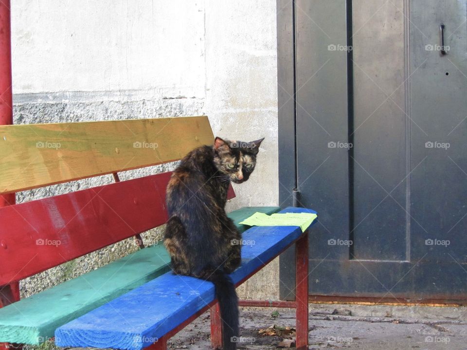 Cat on the bench