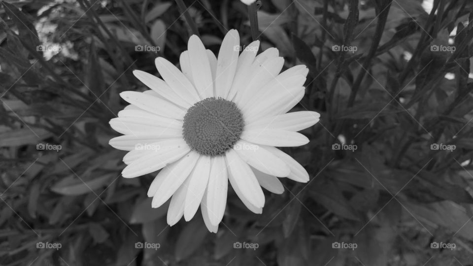 black daisy