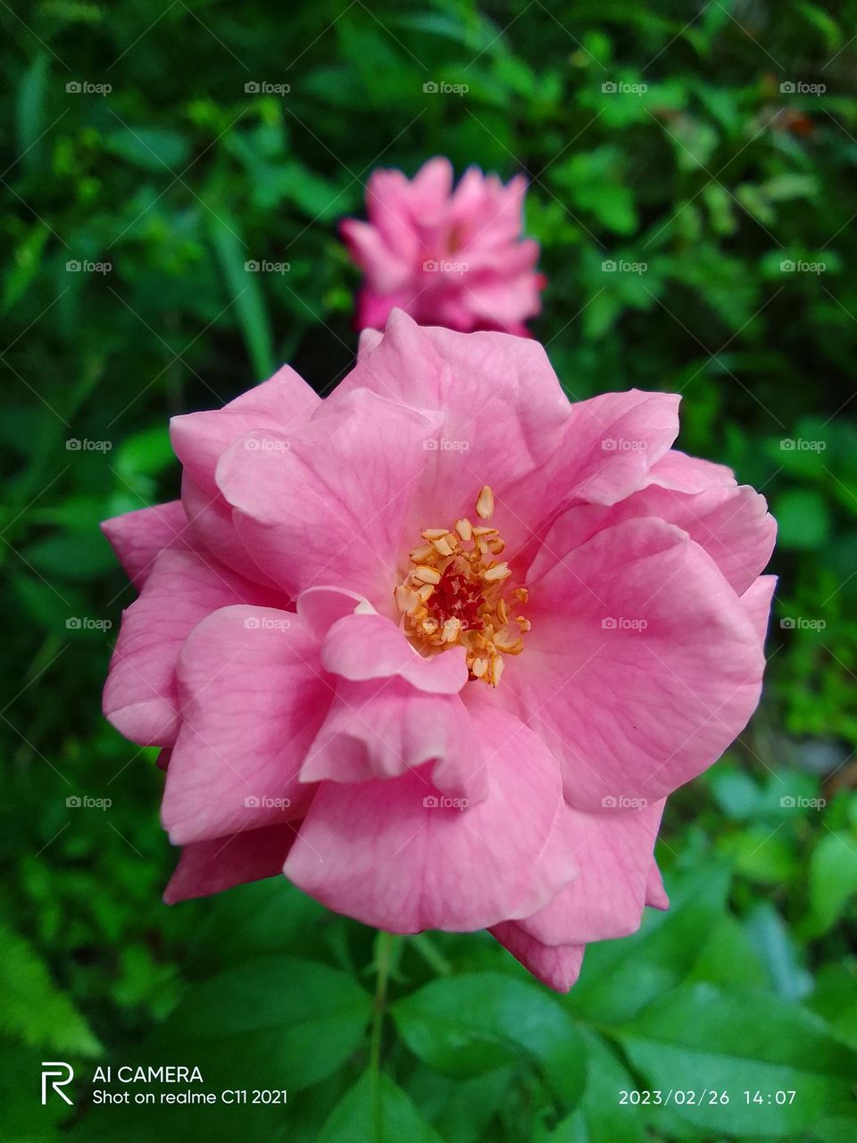 Flower beautiful 😍
sri lanka