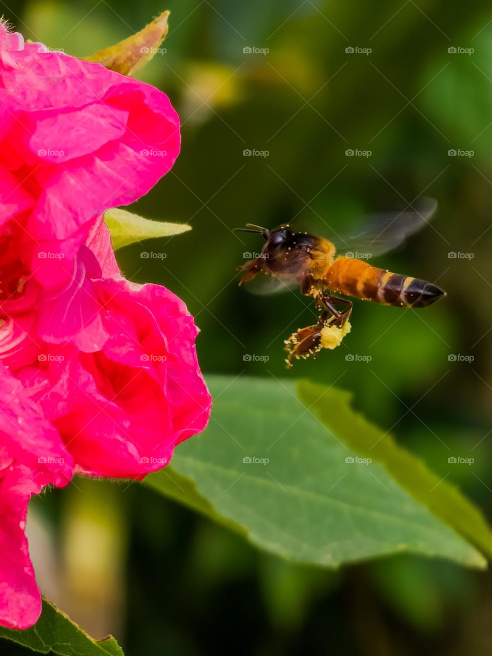 Bee traveling the nectar of flower