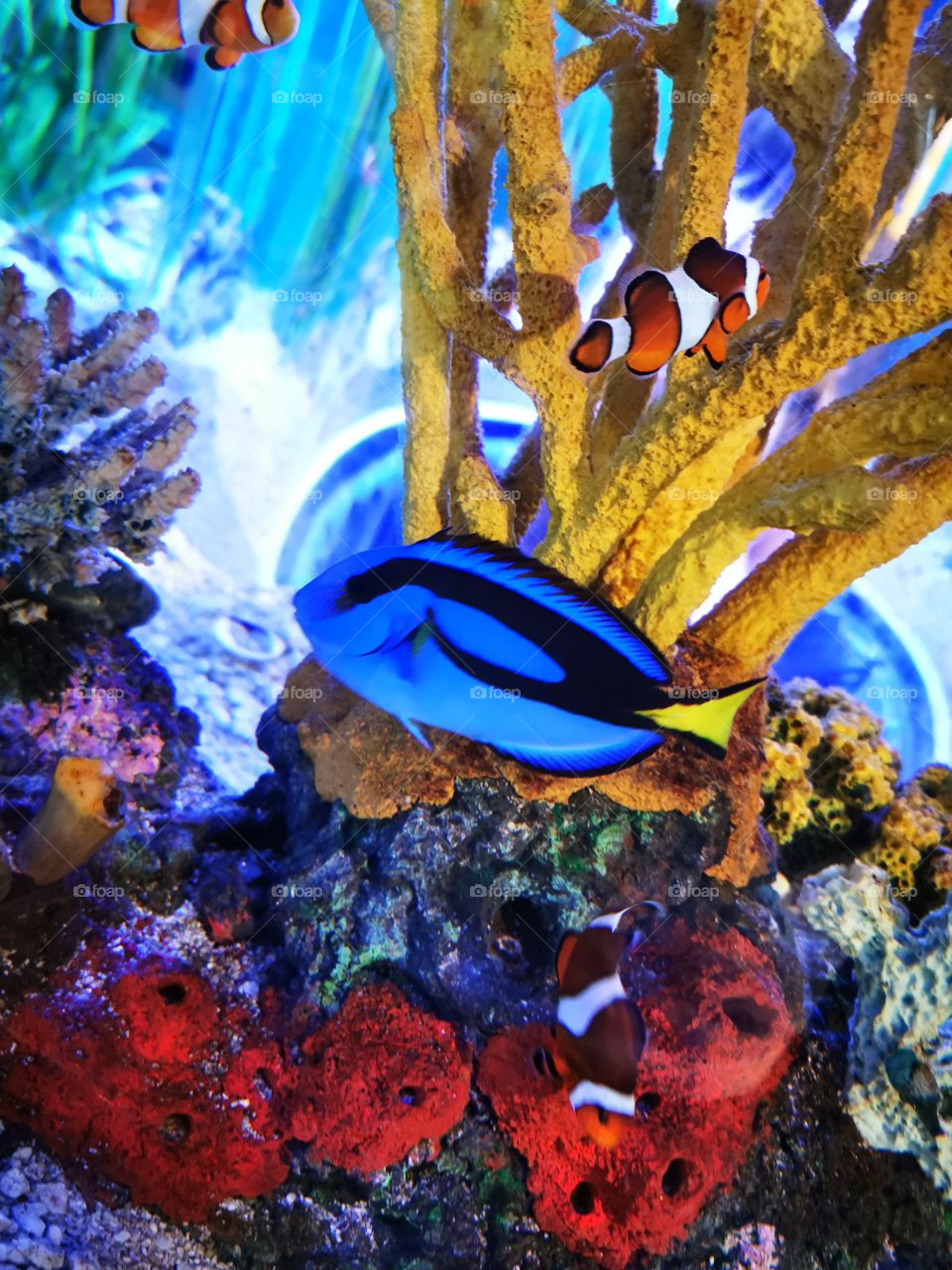 live action Nemo and Dory, surrounded by colorful coral. (Clown fish and Blue Tang fish)