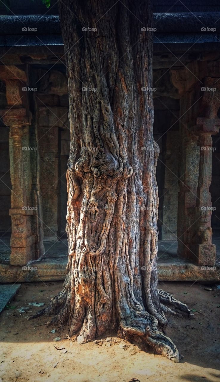 nature have unique beauty