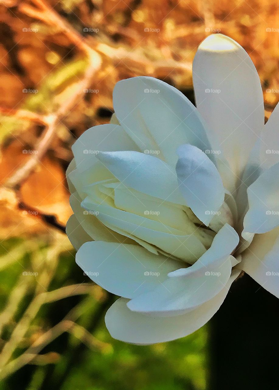 Star magnolia 