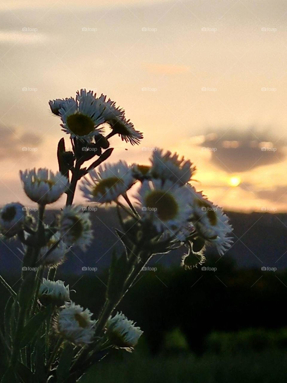 a bouquet of fragrant field daisies at sunset