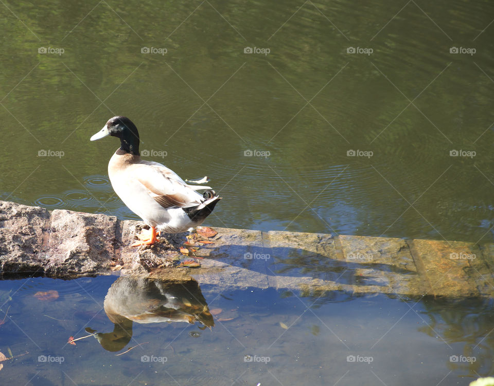 Jersey, Channel Islands, One Little Duck, Queens Valley