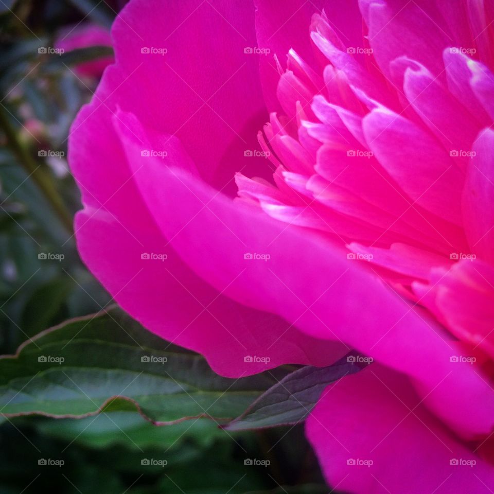Peony. In my garden