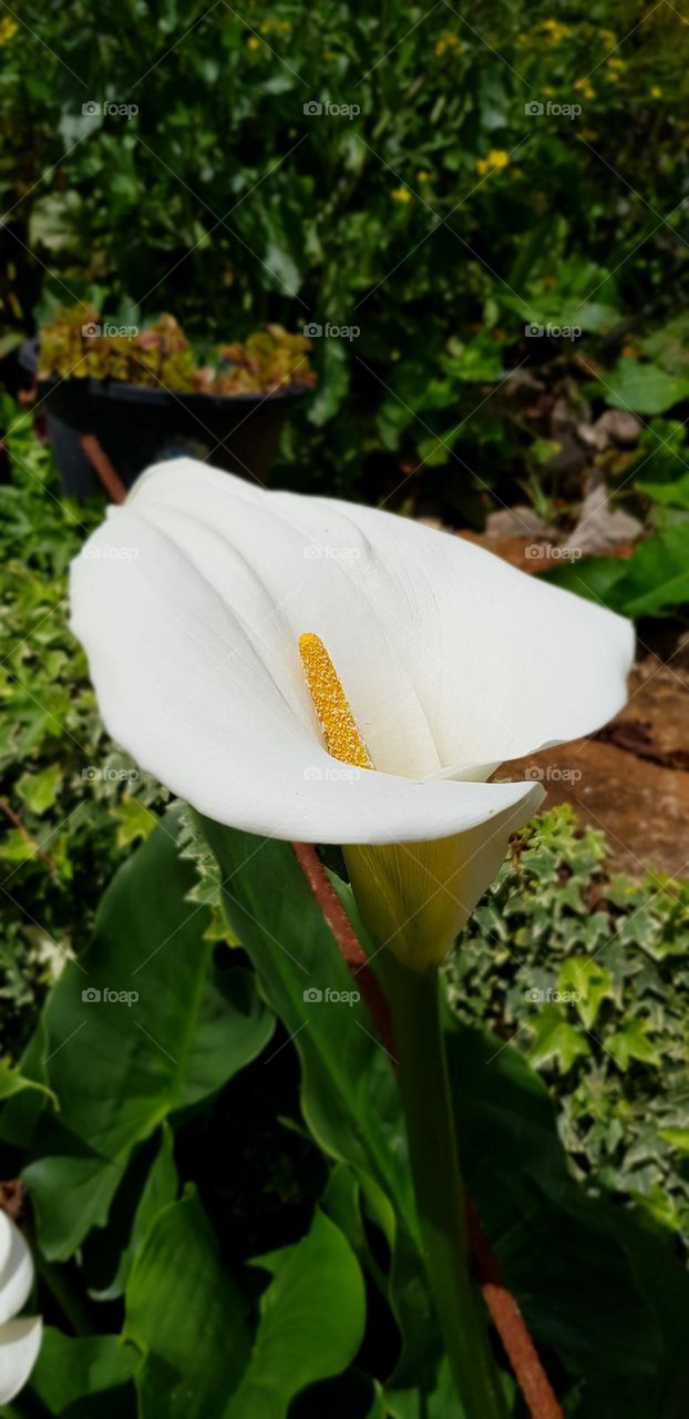 pretty white lily flower