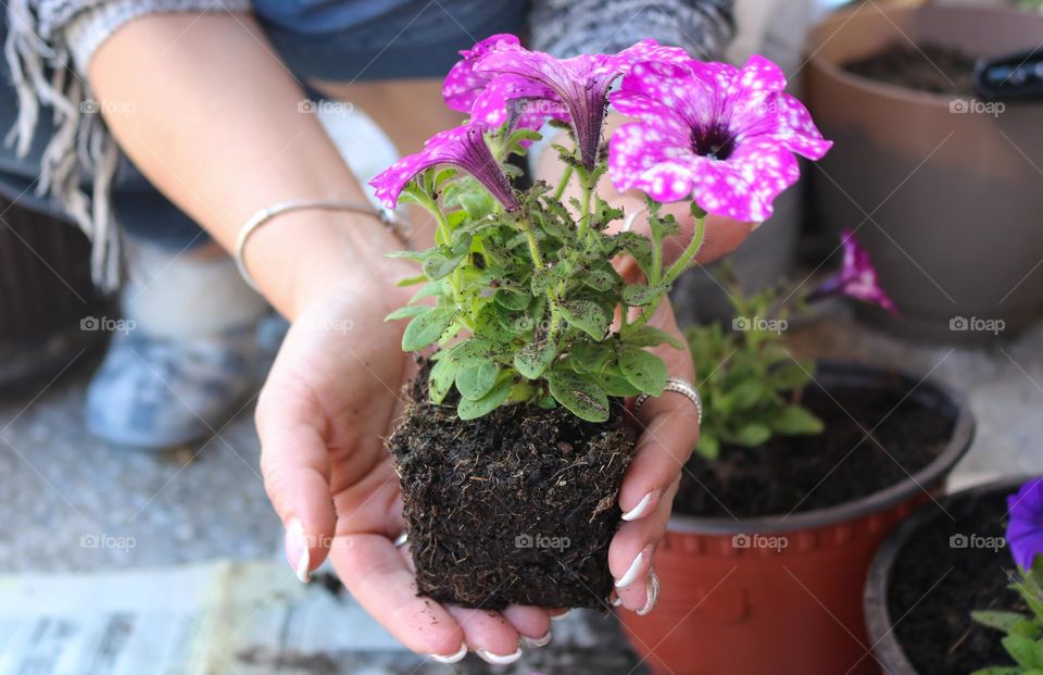 Planting flowers