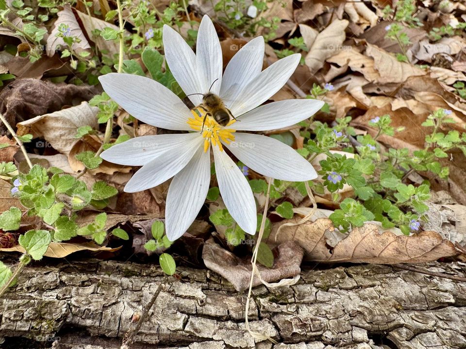 A honeybee on a bloodroot flower surrounded by fallen leaves and tiny purple flowers