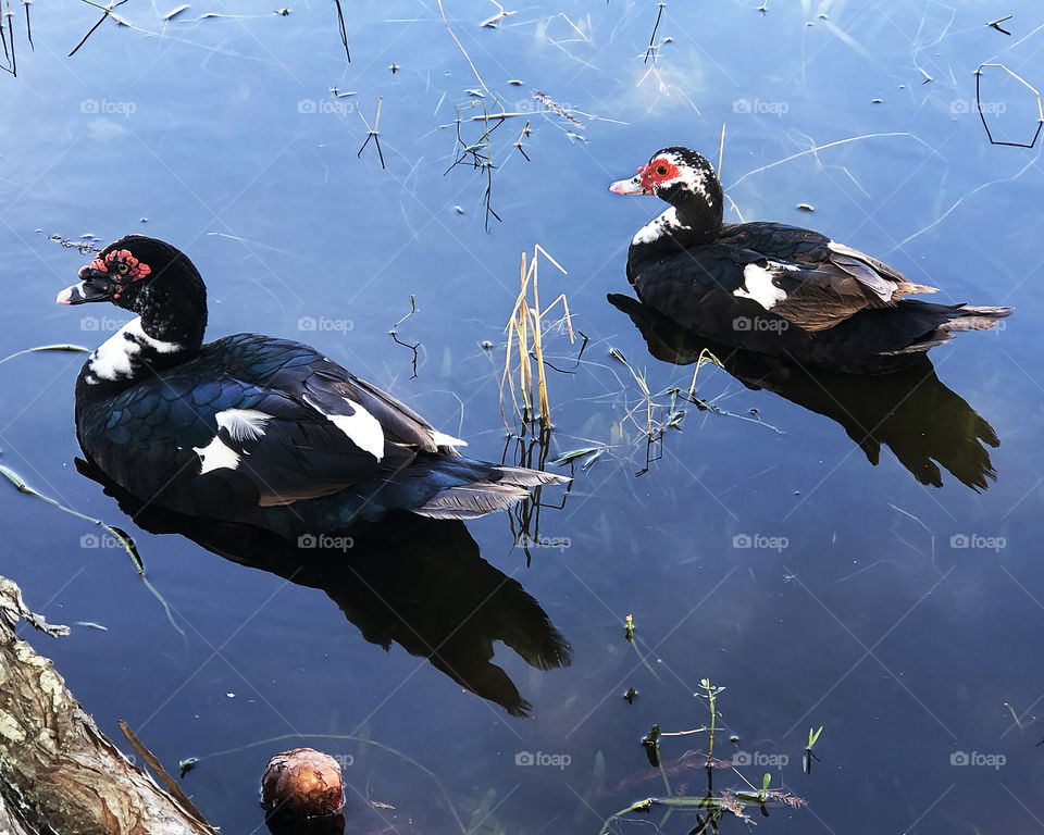 Two Muscovy ducks swimming