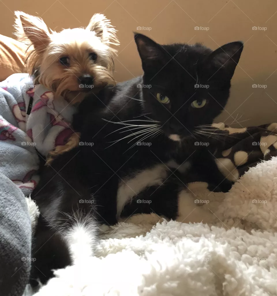 Maisy and Poe cuddling 