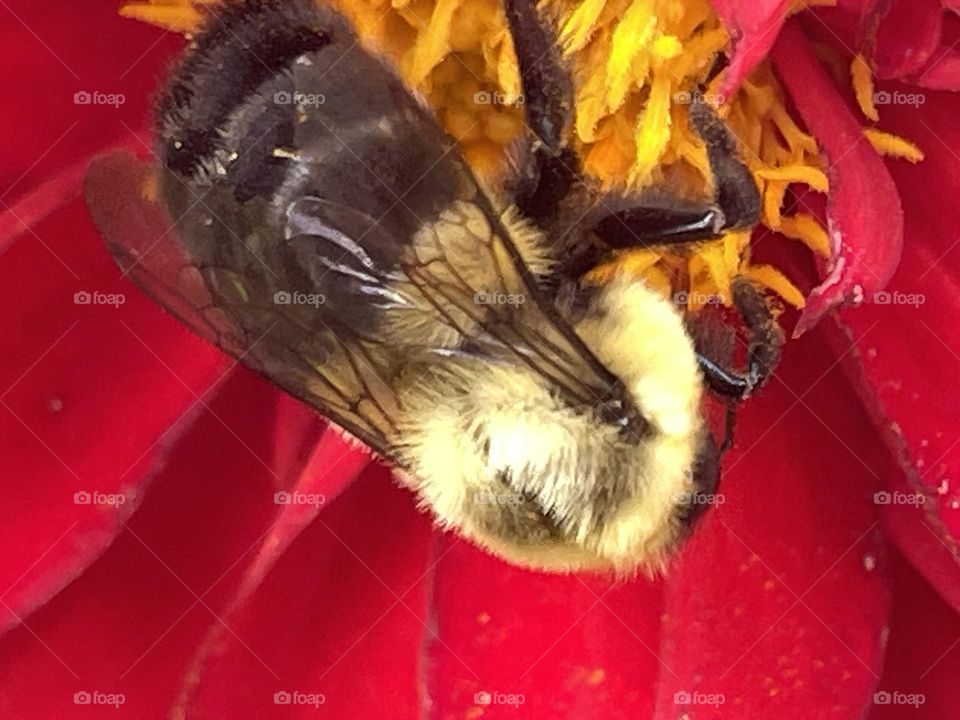Bee 🐝