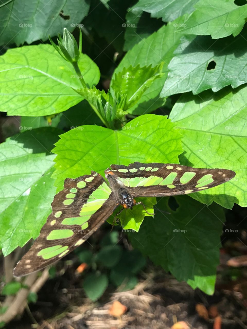 Green butterfly