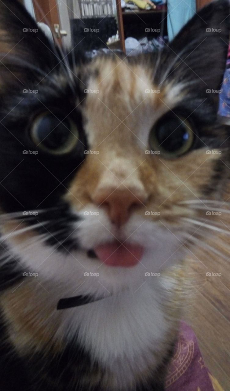 кошка.рыжая.язык.глаза.