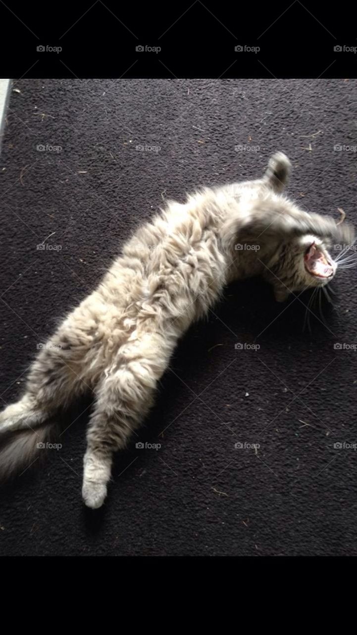 Sally the Stretching cat