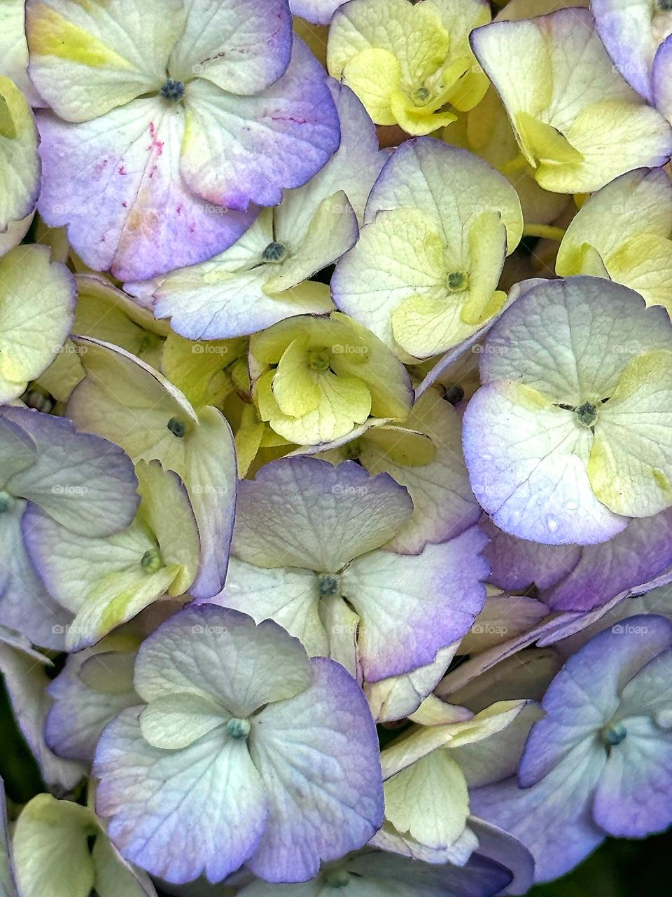 Purple hydrangea 