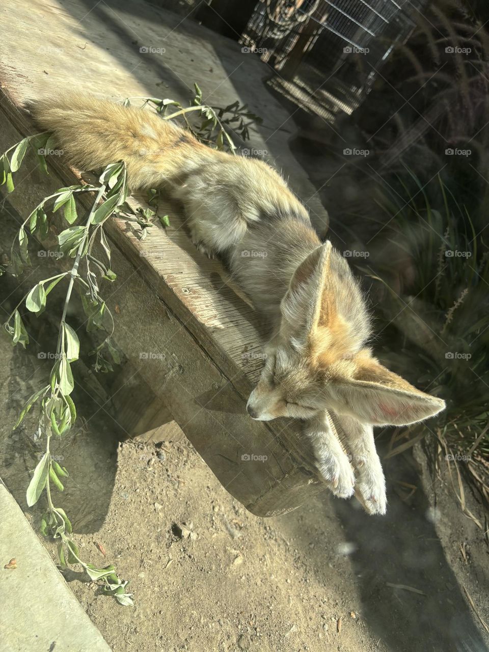 A beautiful desert fox, resting in the sunlight.