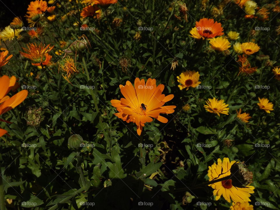 Flowers in Garden