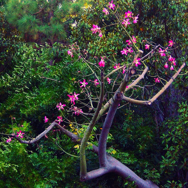 Spring