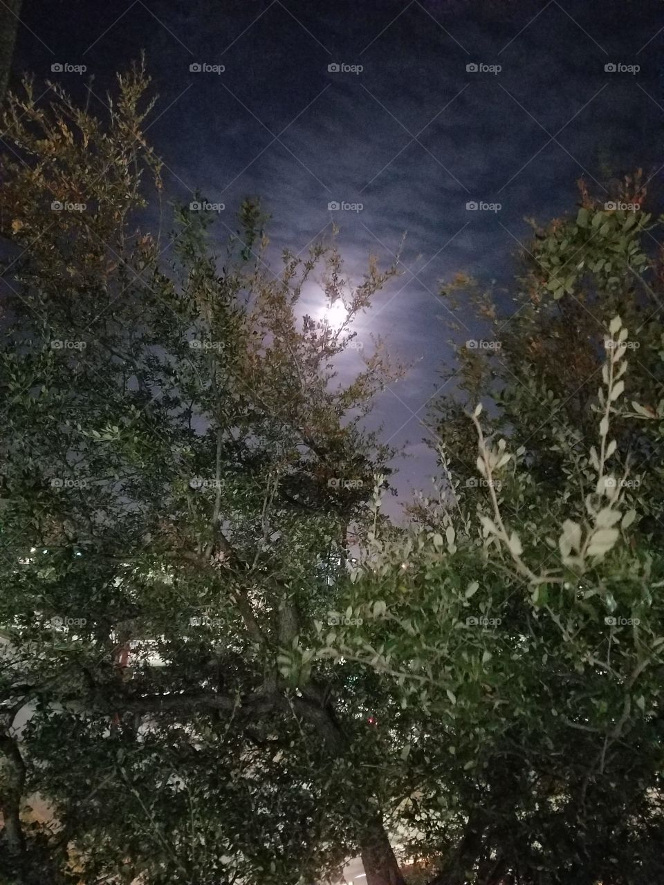 moonlit forest