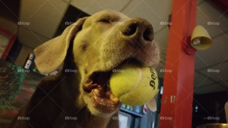 dog with tennis ball weimaraner 