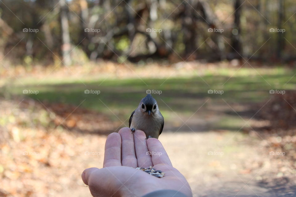 In Ipswich birds are in abundance during the colder seasons and you can feed them seeds in your hands 