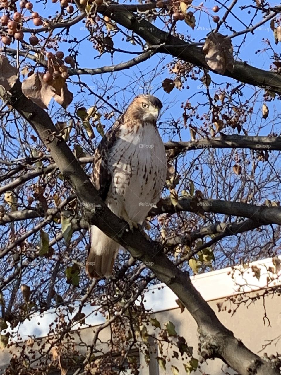 A second red-tailed hawk staring judgmentally at the many school children taking photos of it 