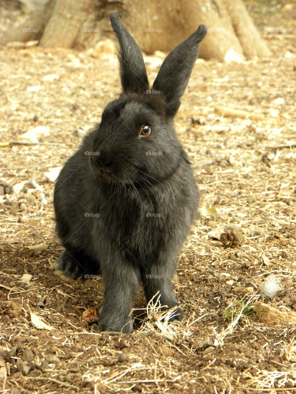 black bunny
