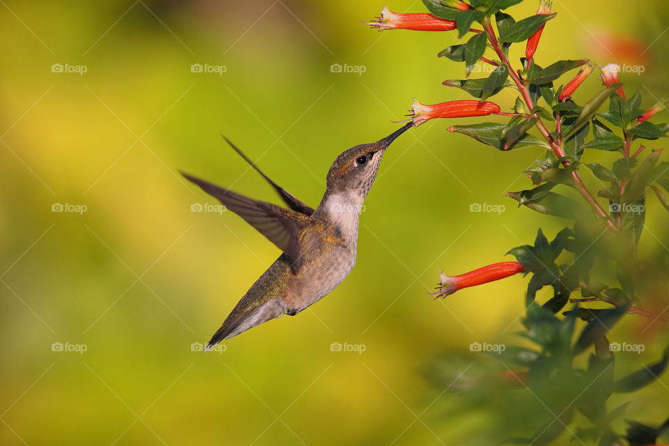 hummingbird feeding from flowers