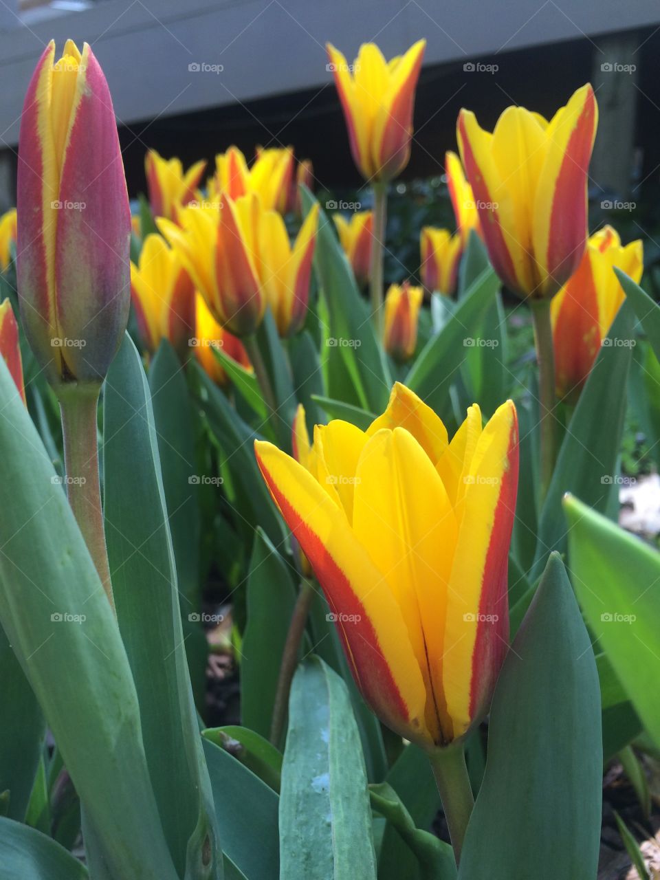 Spring. Tulips